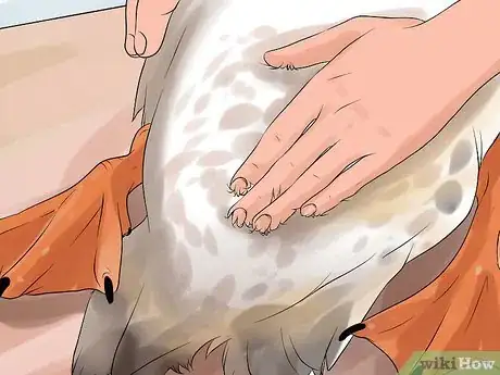 Imagen titulada Tell the Difference Between Male and Female Ducks Step 7