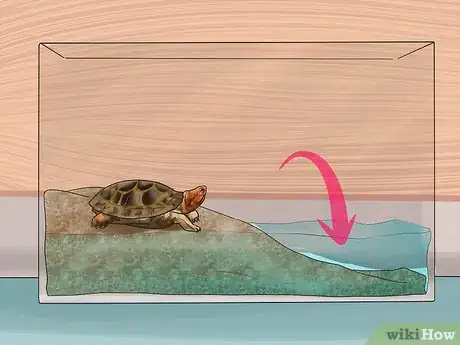 Imagen titulada Buy a Turtle Step 11