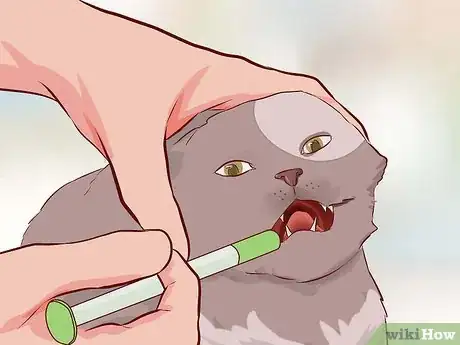 Imagen titulada Stop Your Cat's Diarrhea Step 3