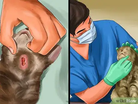 Imagen titulada Treat a Bee Sting on a Cat Step 3