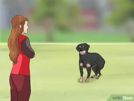 Imagen titulada Treat Dysplasia in Rottweilers Step 2