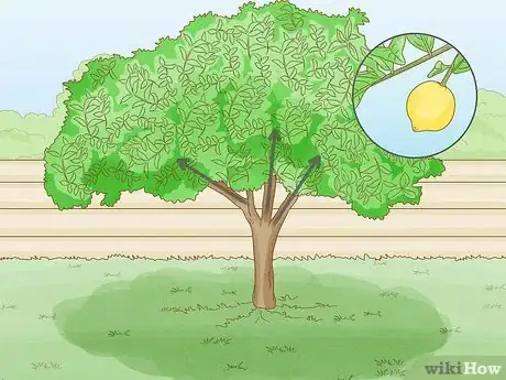Imagen titulada Prune a Lemon Tree Step 9