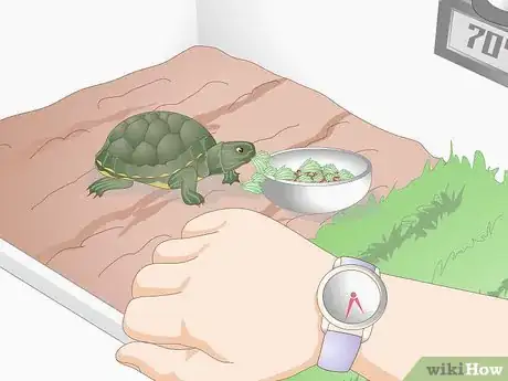 Imagen titulada Feed Your Turtle if It is Refusing to Eat Step 9