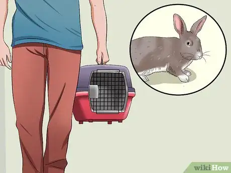 Imagen titulada Care for a Sneezing Rabbit Step 3