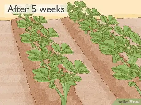 Imagen titulada Grow Potatoes from Potatoes Step 7