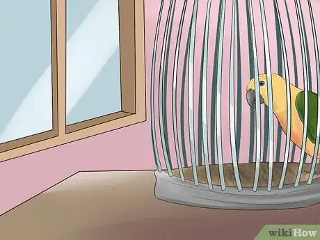 Imagen titulada Entertain a Conure Step 12