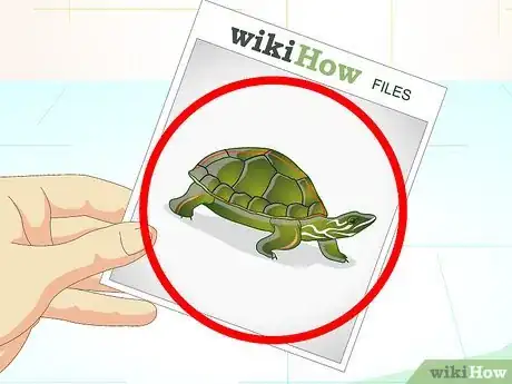 Imagen titulada Put a Sucker Fish in a Tank With a Turtle Step 5