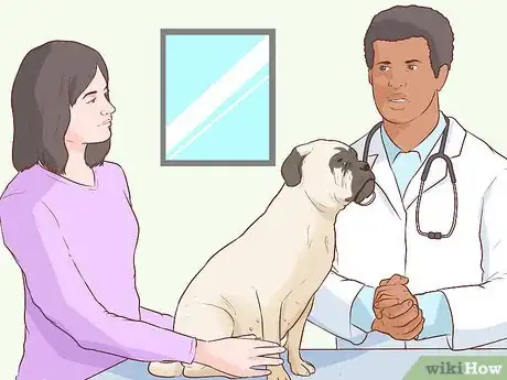 Imagen titulada Handle Late Whelping in Dogs Step 3