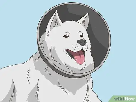Imagen titulada Treat Aural Hematomas in Dogs Step 10