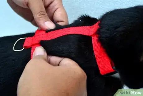 Imagen titulada Put on a Cat Harness Step 11