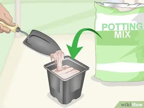 Imagen titulada Propagate African Violets Step 1