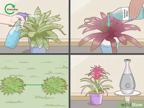 Imagen titulada Care for a Bromeliad Step 18