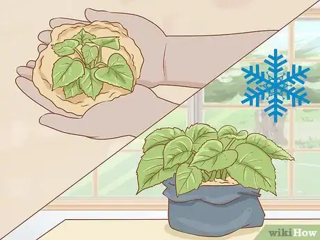 Imagen titulada Prune Begonias Step 11