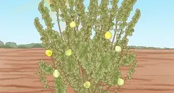 cultivar membrillo
