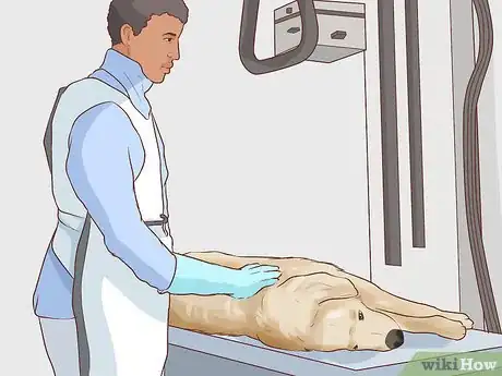 Imagen titulada Handle Late Whelping in Dogs Step 4