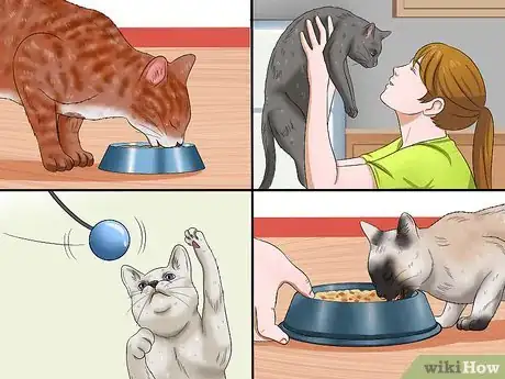 Imagen titulada Care for an FIV Infected Cat Step 12