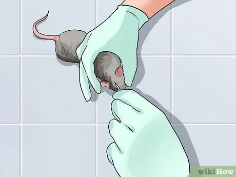 Imagen titulada Feed a Snake Step 10