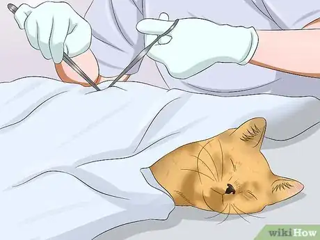 Imagen titulada Care for an FIV Infected Cat Step 16