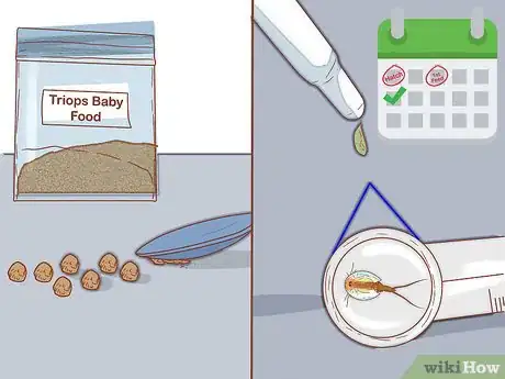 Imagen titulada Care for Triops Step 10