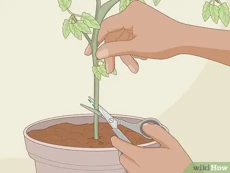 Imagen titulada Clone Plants Step 6