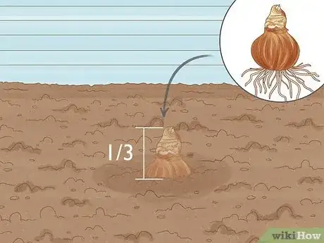 Imagen titulada Plant Amaryllis Step 5