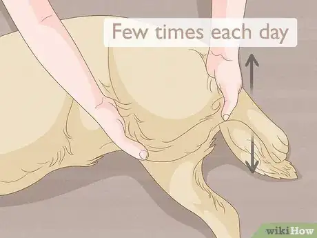 Imagen titulada Strengthen an Old Dog's Hind Legs Step 7