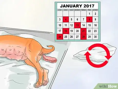 Imagen titulada Manage Postpartum Shedding in Dogs Step 2