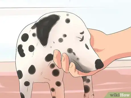 Imagen titulada Train Dalmatians Step 3