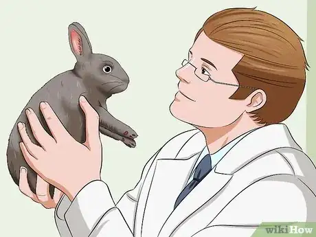 Imagen titulada Calm a Rabbit Step 8