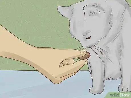 Imagen titulada Make a Homemade Cat Spa Step 7