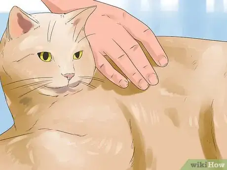 Imagen titulada Get Your Cat to Stop Hissing Step 7