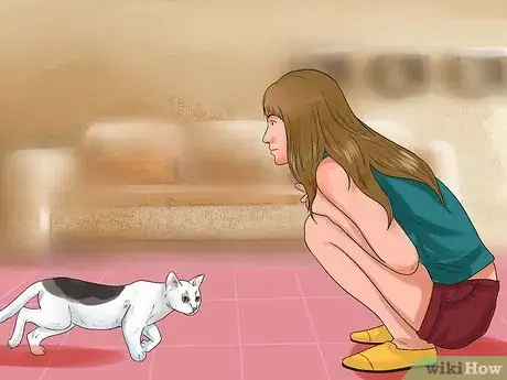 Imagen titulada Get Your Cat to Stop Hissing Step 5