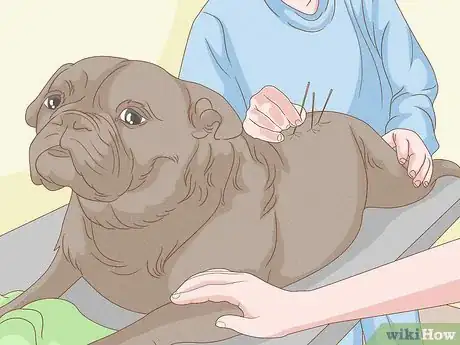 Imagen titulada Strengthen an Old Dog's Hind Legs Step 13