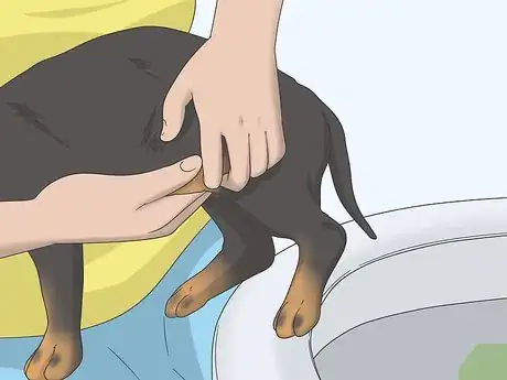 Imagen titulada Express a Paralyzed Dog's Bladder Step 7