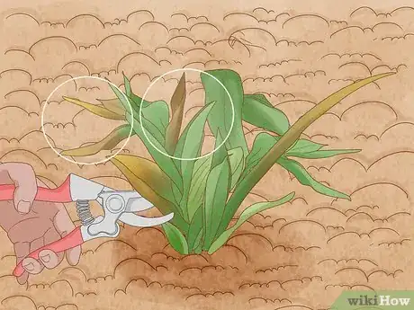 Imagen titulada Prune Tulips Step 4