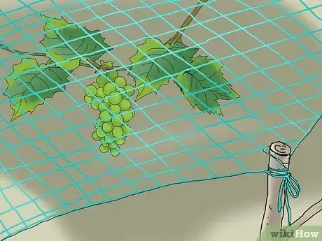 Imagen titulada Protect Grapes from Birds Step 9