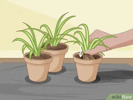 Imagen titulada Divide a Spider Plant Step 7