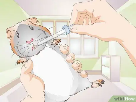 Imagen titulada Treat Respiratory Problems in Guinea Pigs Step 8