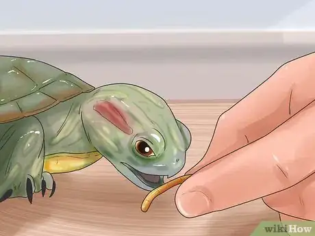 Imagen titulada Keep Your Turtle Happy Step 6