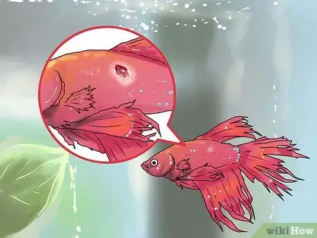 Imagen titulada Identify Finrot Step 3