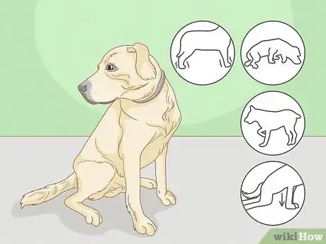 Imagen titulada Strengthen an Old Dog's Hind Legs Step 1