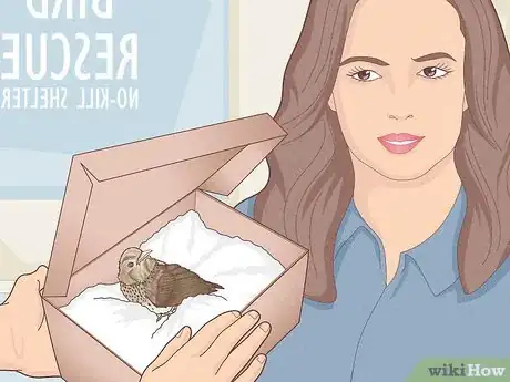 Imagen titulada Help a Bird with a Broken Wing Step 12