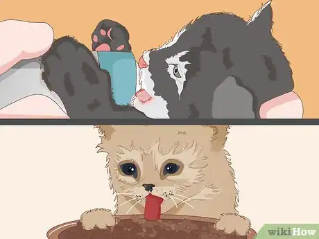 Imagen titulada Catch a Stray Kitten Step 5