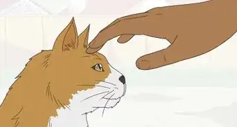 cuidar a un gato callejero