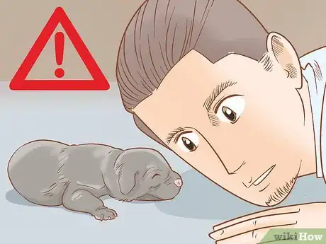 Imagen titulada Revive a Puppy Step 1
