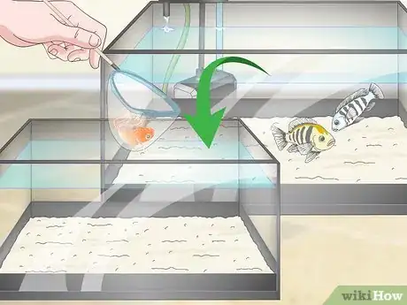 Imagen titulada Know when Your Goldfish Is Dying Step 7