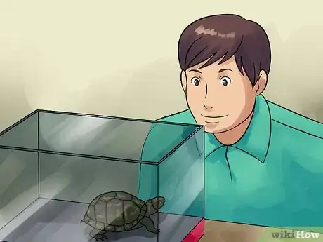Imagen titulada Care for Your Box Turtle Step 1