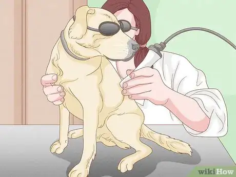 Imagen titulada Strengthen an Old Dog's Hind Legs Step 14
