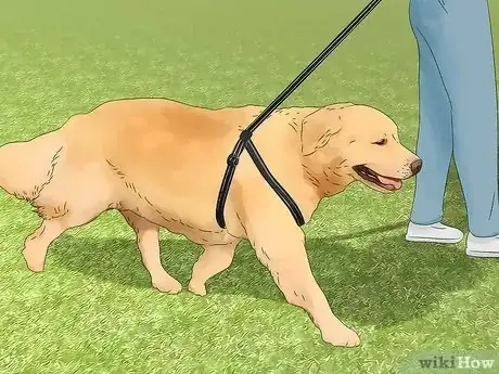 Imagen titulada Treat Obesity in Labrador Retrievers Step 9