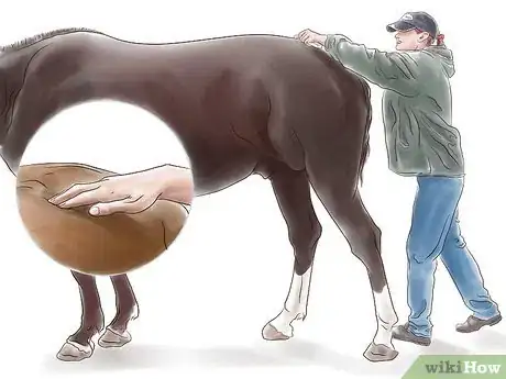 Imagen titulada Stretch a Horse Step 11